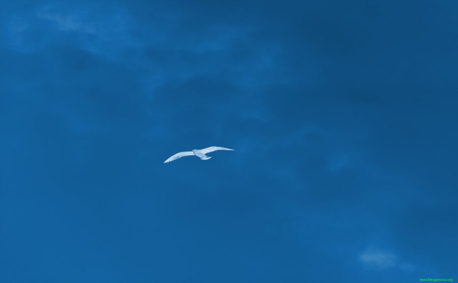 Ż-Ƶ